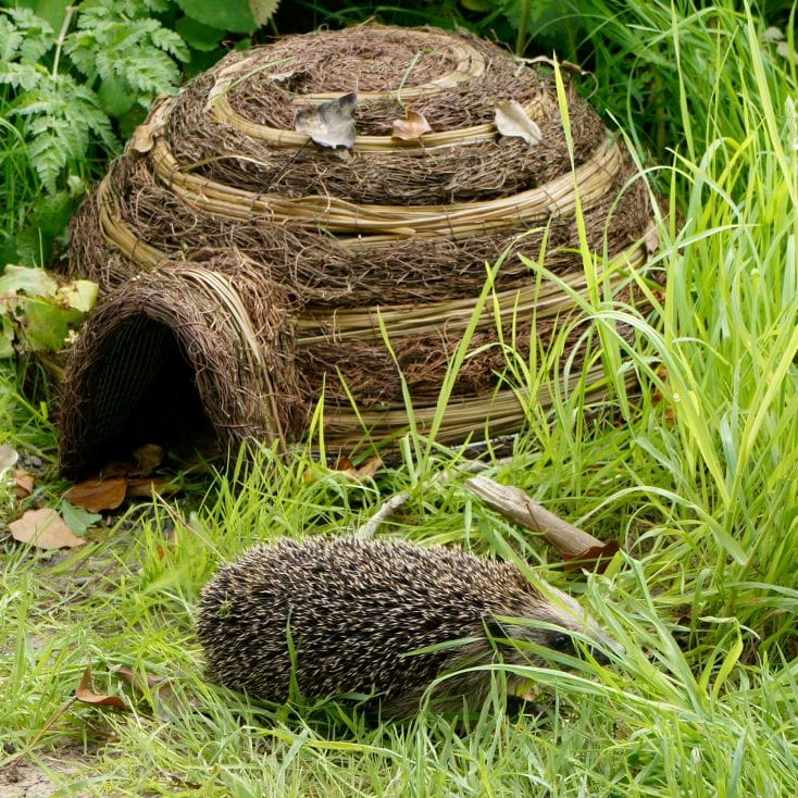 Igloo Hedgehog Home | Find Me A Gift
